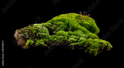 Cuadros en Lienzo moss on a black background closeup