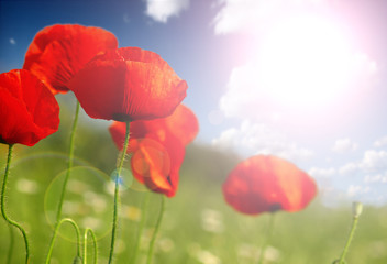 Canvas Print - red poppies and green gras