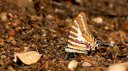 Wall Mural - Butterfly