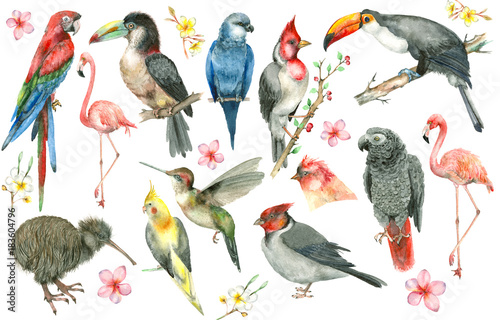 Plakaty ptaki  zestaw-tropikalnych-ptakow