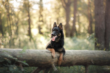 Czech Shepherd Dog Outdoors
