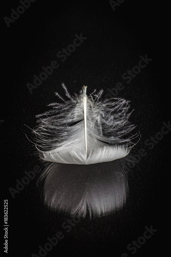 Foto-Gardine - White feather on black mirrored background (von Elvira)