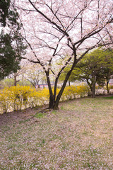 Wall Mural - Pink cherry blossom tree at park in south korea.