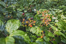 Wild Black Berries Bush