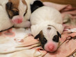 Psie szczeniaki Jack Russell terrier zaraz po urodzeniu.