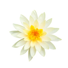 White Lotus Flower Isolated On White Background., This Has Clipping Path.