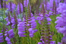 Purple Flowers (Obedient Plant)