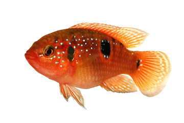 Canvas Print - Jewel cichlid Hemichromis bimaculatus aquarium fish 
