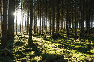 Backlit mossy forest