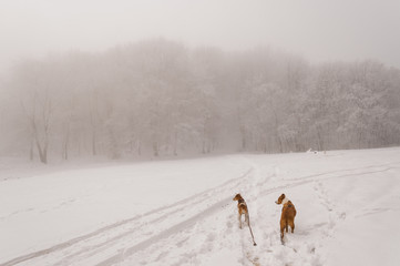 dogs enjoying first snow in nature, pair of dogs in white forest, winter days