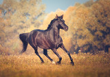 Fototapeta Konie - Black Arabian horse runs on the trees and sky background in autumn