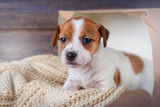 Fototapeta Pokój dzieciecy - Funny puppy Jack Russell Terrier sitting on a blanket in a box on wooden background