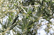 Grüne Olivenam Baum