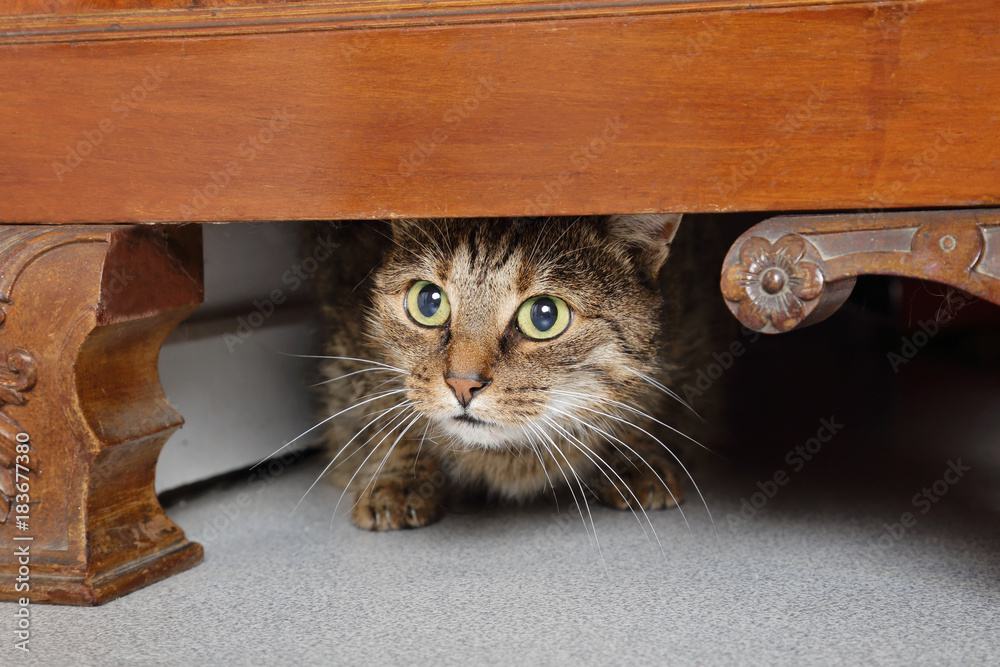 chat tigré brun marron tabby effrayé sous un meuble dans maison - obrazy, fototapety, plakaty 