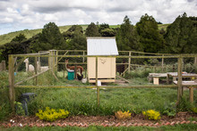 Homestead Chicken Coop Alpacas Farm