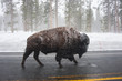 Buffalo at Yellowstone NP