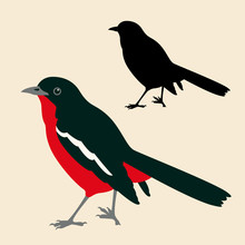 Shrike  Bird  Black Silhouette Vector Illustration Flat Style
