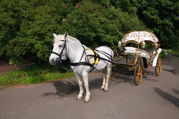 Petersburg, Russia - July 2, 2017: Divo-island. Seaside Victory Park. A carriage harnessed by a white horse.