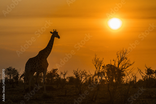 Vászonkép Giraffe in Kruger National park, South Africa