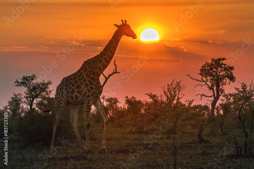 Vászonkép Giraffe in Kruger National park, South Africa