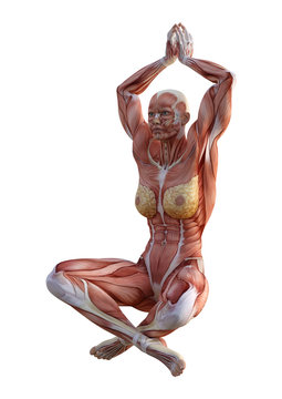 3D Rendering Female Anatomy Figure on White