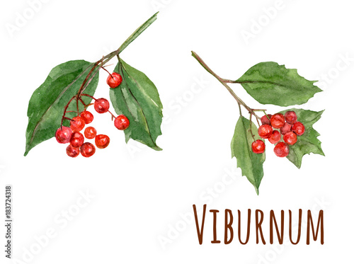 picture How To Draw Red Berries set of red berries and green leaves