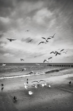 Black And White Picture Of Birds On The Beach.