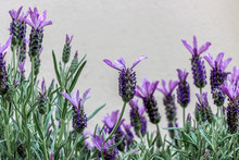 Close Up Of Spanish Lavender Flower Bushes In Garden