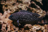 Fototapeta Zwierzęta - Cephalopholis Argus with bright blue eyes and spotted skin floats against the background of stones.