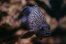 Cephalopholis Argus With Bright Blue Eyes And Spotted Skin Floats Against The Background Of Stones.
