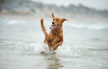 Golden Retriever Dog Running Through Ocean Water