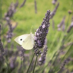 White butterfly in purple meadow