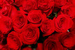 a lot of red roses