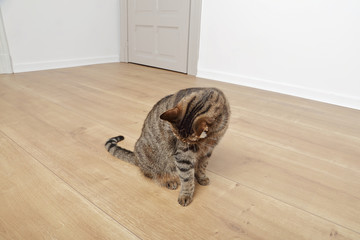 Fototapete - chat tigré brun marron tabby se lavant dans maison