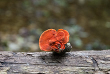 Orange Bracket Fungus In Ancient Forest Knysna