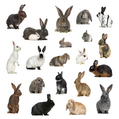 Poster - Large collection of rabbit, pet and exotic, in different position