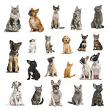 Large collection of 10 dogs and 10 cats in different position