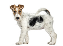 Side View Of A Fox Terrier Dog, Standing, Isolated On White