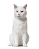 Fototapeta Koty - White mixed-breed cat (2 years old), isolated on white