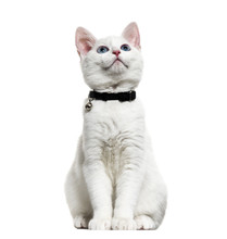 White Kitten Mixed-breed Catwearing A Bell Collar And Looking Up