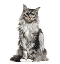Main Coon Cat, Sitting, Isolated On White