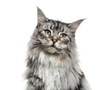 Close-up On A Main Coon Cat Face, Isolated On White