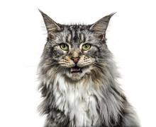 Close-up On A Main Coon Cat Meowing, Isolated On White