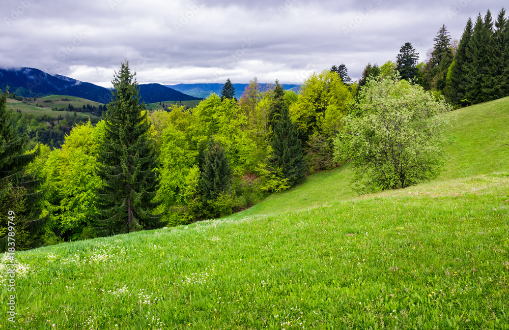grassy meadow on forested hillside. beautiful nature scenery