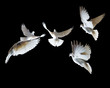 A flock of white pigeons on a black background