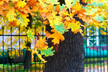 autumn yellow leaves, yellowed and reddened leaves of trees in autumn