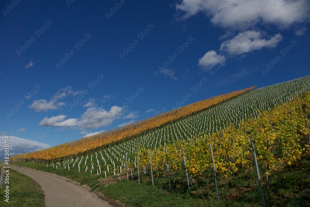 Weg durch einen herbstlichen Weinberg
