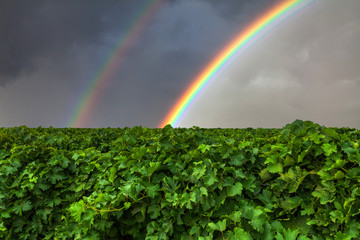 Wall Mural - Beautiful double rainbow over a vineyard in the mountains