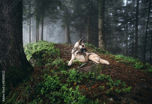 Pinturas sobre lienzo Dog in a mystical forest. Dog walking outdoors in a forest.