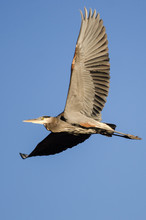 Great Blue Heron Flying In A Blue Sky